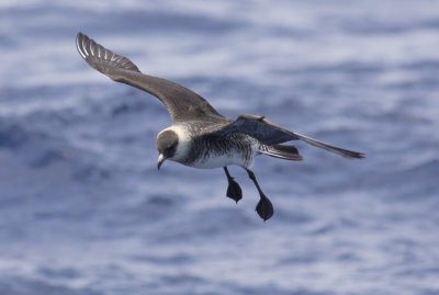 Pomarine Jaeger