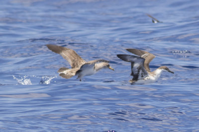 Cory's & Great Shearwater