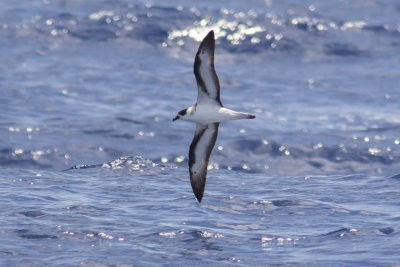 Black-capped Petrel