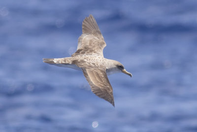 Cory's Shearwater