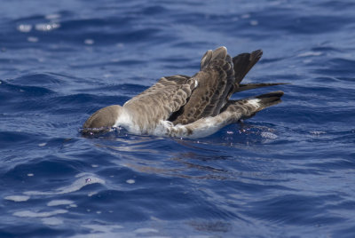 Great Shearwater