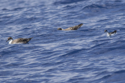 Audobon's & Great Shearwaters
