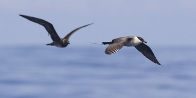 Long-tailed Jaegers