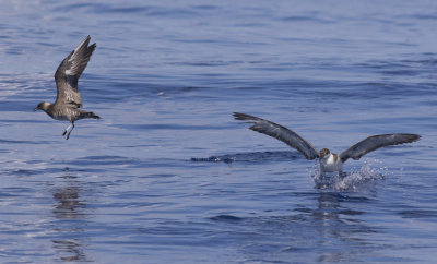 Long-tailed Jaeger & Great Shearwater