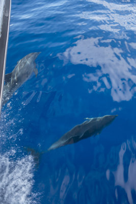 Offshore Bottlenose Dolphins