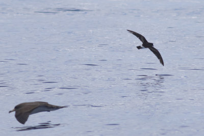 Band-rumped (Grant's) Storm-Petrel & Cory's Shearwater