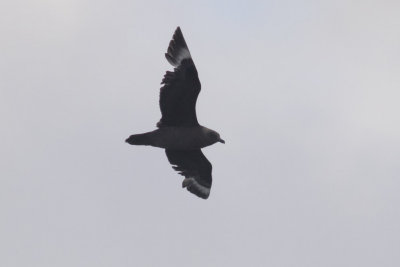 South Polar Skua