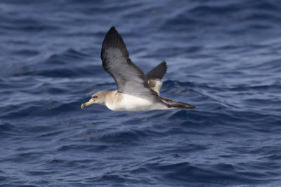 Cory's Shearwater