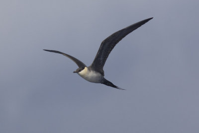 Long-tailed Jaeger