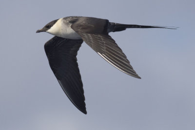 Long-tailed Jaeger