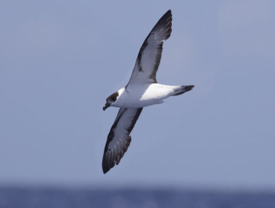 Black-capped Petrel