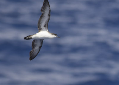 Audubon's Shearwater