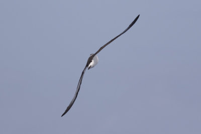 Black-capped Petrel