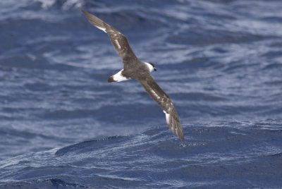 Black-capped Petrel