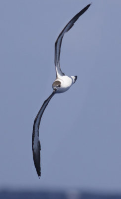 Black-capped Petrel