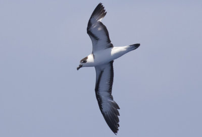 Black-capped Petrel