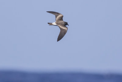 Leach's Storm-Petrel