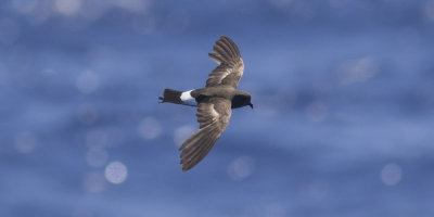 Wilson's Storm-Petrel