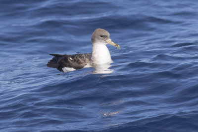 Cory's Shearwater