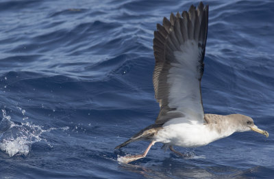 Cory's Shearwater