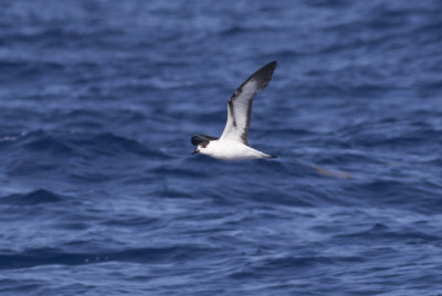 Black-capped Petrel
