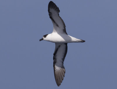 Black-capped Petrel