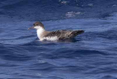 Great Shearwater