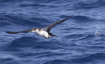 Great Shearwater