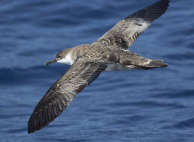 Great Shearwater