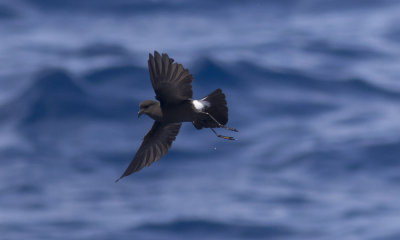 Wilson's Storm-Petrel
