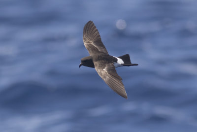 Wilson's Storm-Petrel