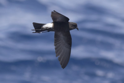 Wilson's Storm-Petrel