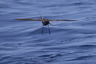 Wilson's Storm-Petrel