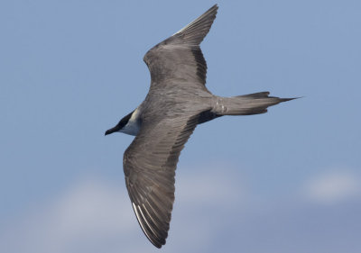 Long-tailed Jaeger