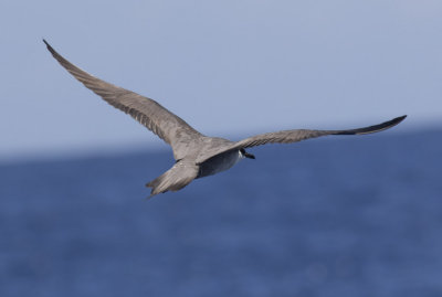 Long-tailed Jaeger