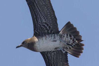 Long-tailed Jaeger