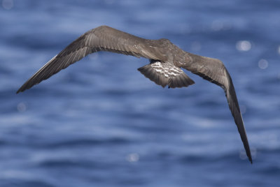 Long-tailed Jaeger