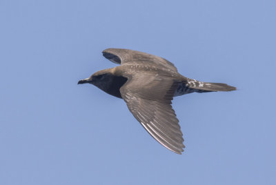 Long-tailed Jaeger