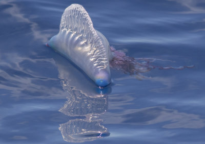Portugese Man O'War