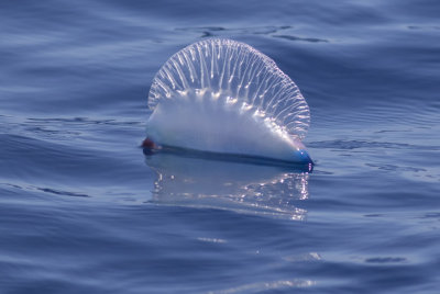 Portugese Man O'War