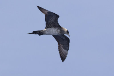 Parasitic Jaeger