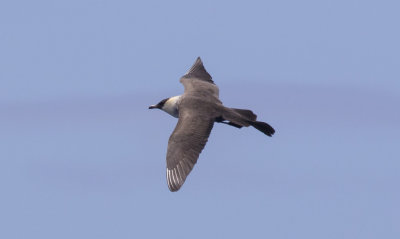 Pomarine Jaeger