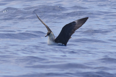 Pomarine Jaeger