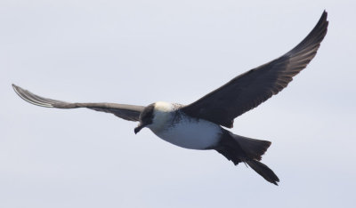 Pomarine Jaeger