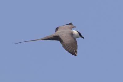 Long-tailed Jaeger