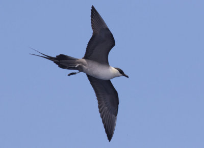 Long-tailed Jaeger