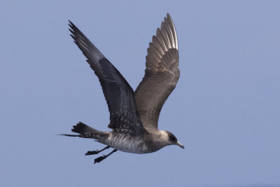 Parasitic Jaeger