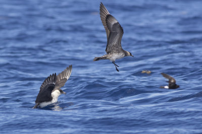 Pomarine & Parasitic Jaegers