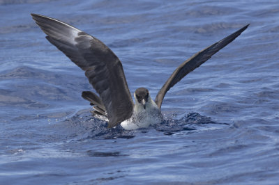 Pomarine Jaeger