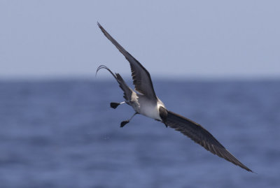 Long-tailed Jaeger